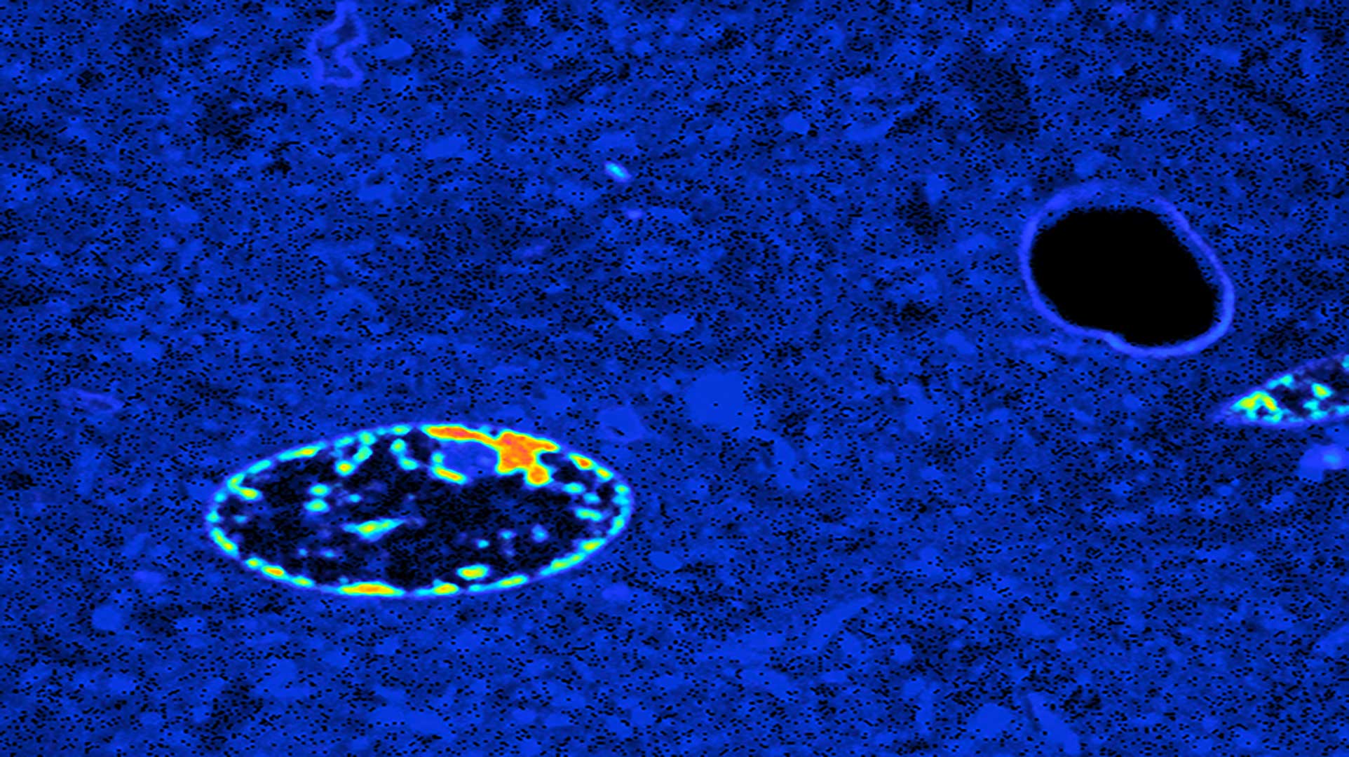 New subcellular imaging to support pharmaceutical innovation - NPL