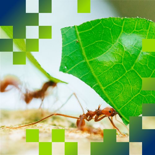 leaf ant